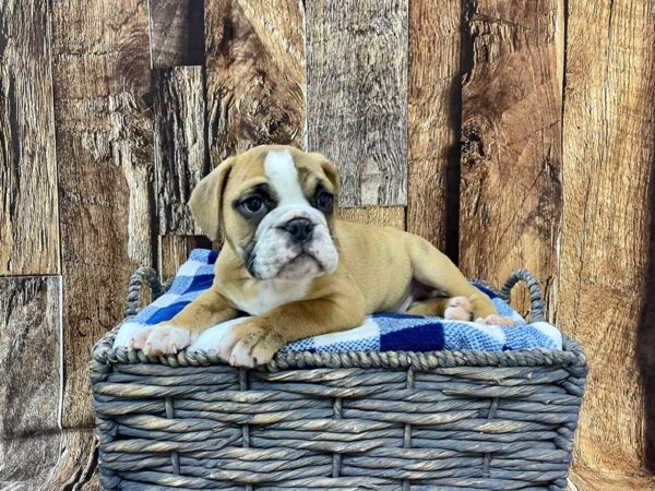 Bul-Bea-DOG-Male-Br & Wh-21832-Petland Fort Myers, Florida