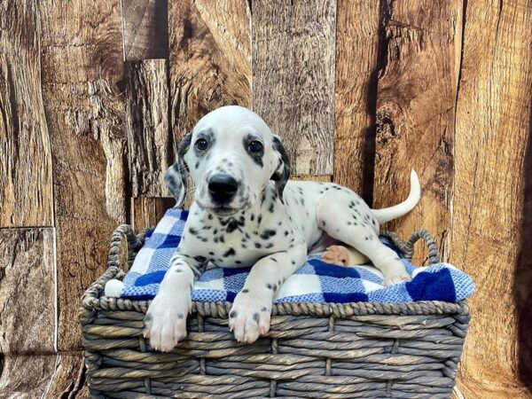 Dalmatian DOG Female White & Black 21831 Petland Fort Myers, Florida