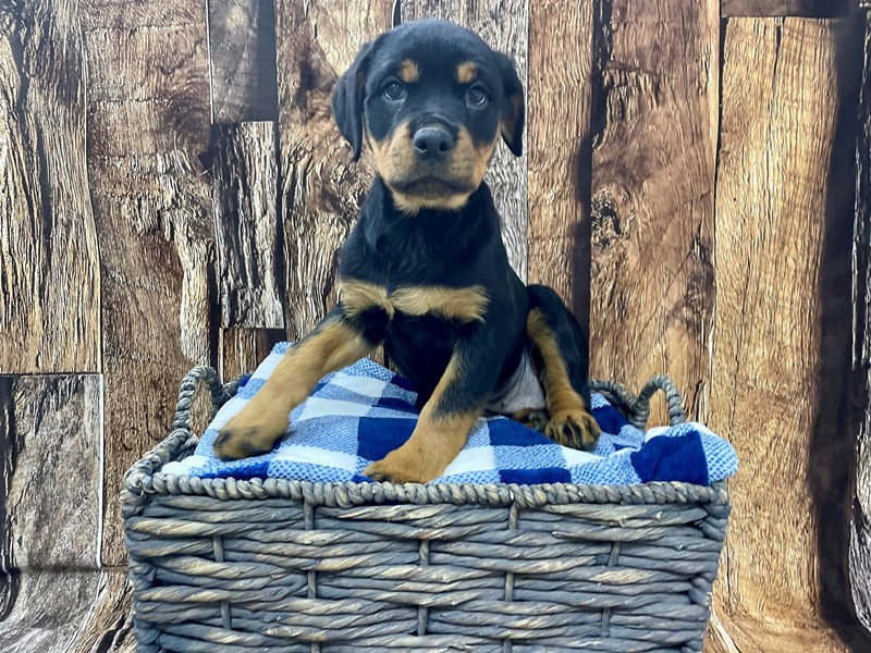 Rust Colored Rottweiler Rottweiler Puppy Black & Rust ID:21825 Located at Petland Fort Myers ...