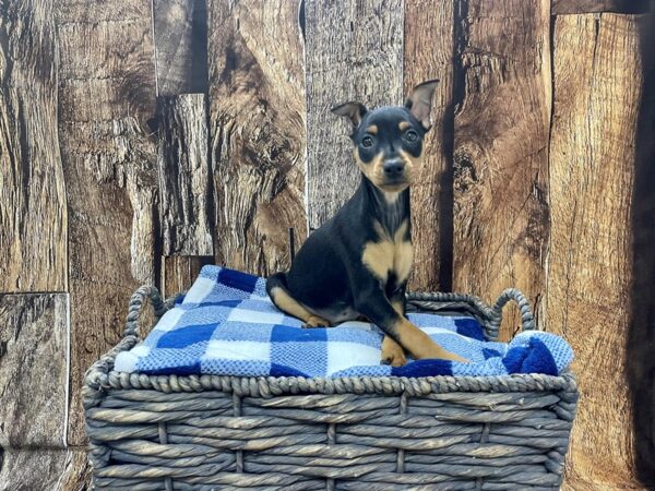 Miniature Pinscher DOG Male Black & Rust 21833 Petland Fort Myers, Florida