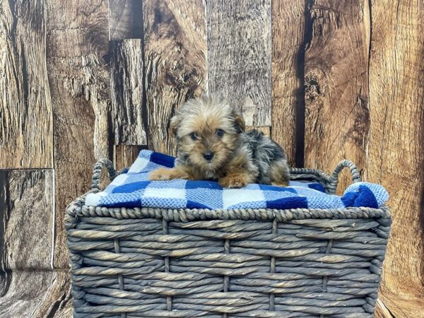 Yorkiepoo DOG Male Blue Merle 21834 Petland Fort Myers, Florida