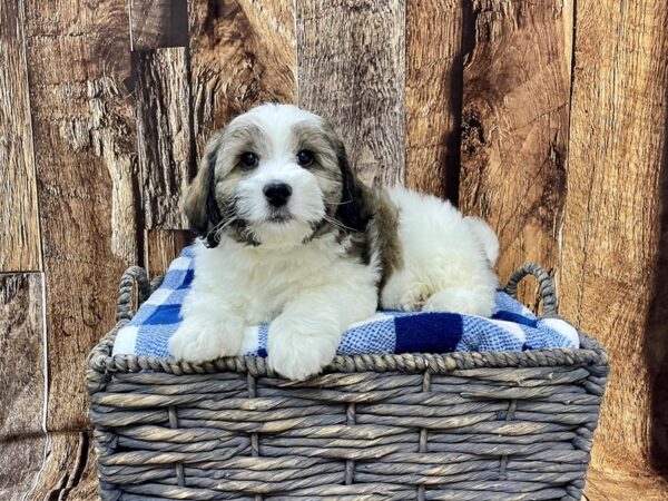 Bernedoodle-DOG-Male-Buff & White-21840-Petland Fort Myers, Florida