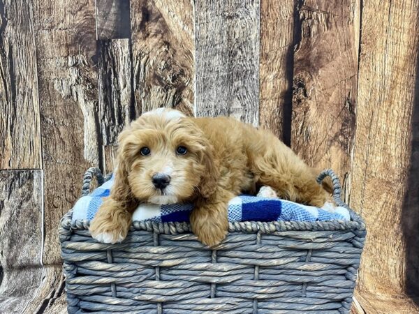 Goldendoodle/Mini Poodle-DOG-Male-Red-21839-Petland Fort Myers, Florida