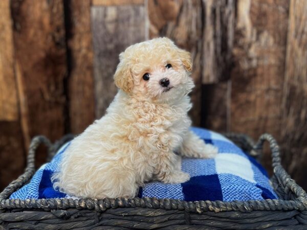 Poodle DOG Male Cream 21858 Petland Fort Myers, Florida