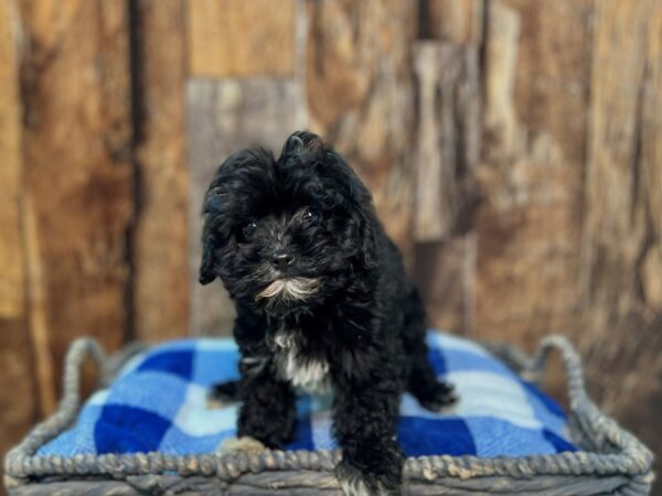 Morkiepoo-DOG-Female-Black & White-21851-Petland Fort Myers, Florida