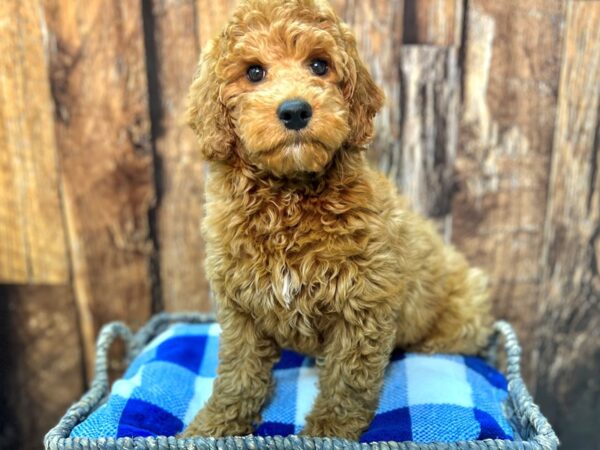 Goldendoodle/Mini Poodle-DOG-Male-Red-21864-Petland Fort Myers, Florida