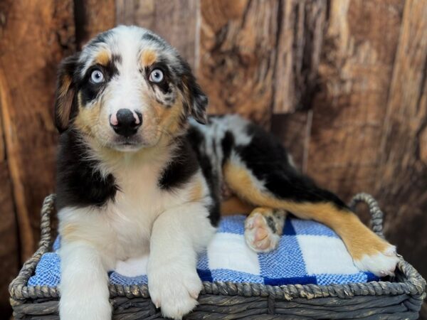 Australian Shepherd-DOG-Female-Blue Merle-21848-Petland Fort Myers, Florida