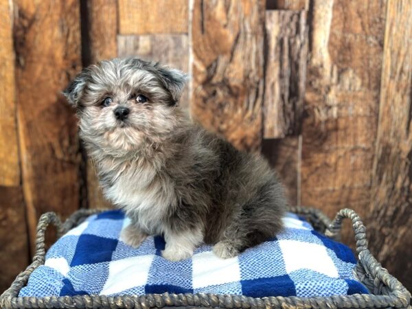 Pom-Poo DOG Male Blue Merle 21863 Petland Fort Myers, Florida