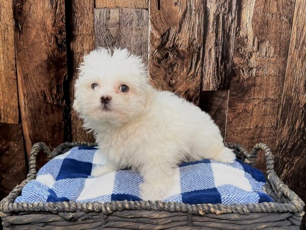 Maltese DOG Male White & Cream 21866 Petland Fort Myers, Florida