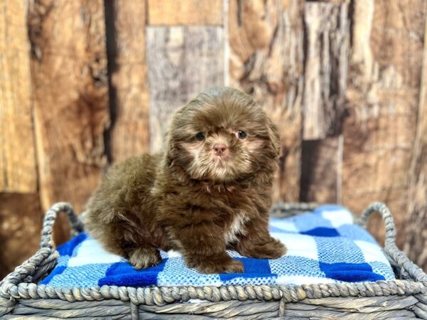 Shih Tzu DOG Male Chocolate 21841 Petland Fort Myers, Florida