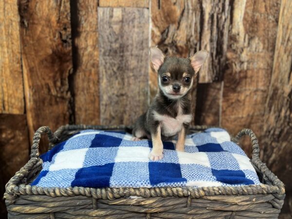 Chihuahua-DOG-Male-Blue Tri-21842-Petland Fort Myers, Florida