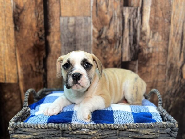 Bul-Bea-DOG-Female-Brown & White-21861-Petland Fort Myers, Florida