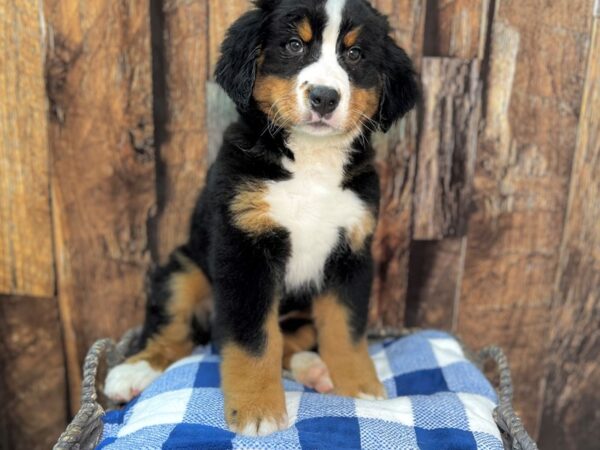 Bernese Mountain Dog DOG Male Black Rust & White 21859 Petland Fort Myers, Florida