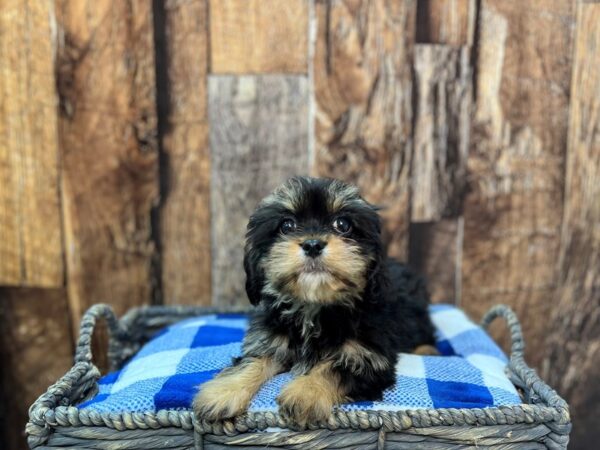 Cavanese-DOG-Female-B/T-21847-Petland Fort Myers, Florida