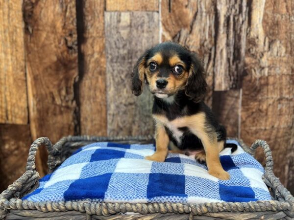 Cavanese-DOG-Male-B/T-21846-Petland Fort Myers, Florida