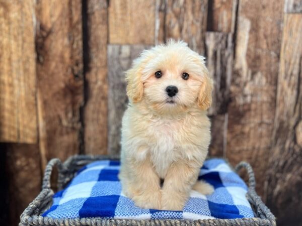 Lhasapoo-DOG-Male-Buff-21850-Petland Fort Myers, Florida