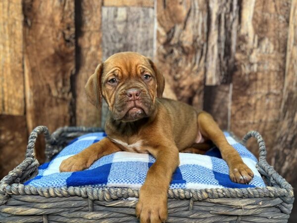 Dogue De Bordeaux-DOG-Male-Mahogany-21854-Petland Fort Myers, Florida