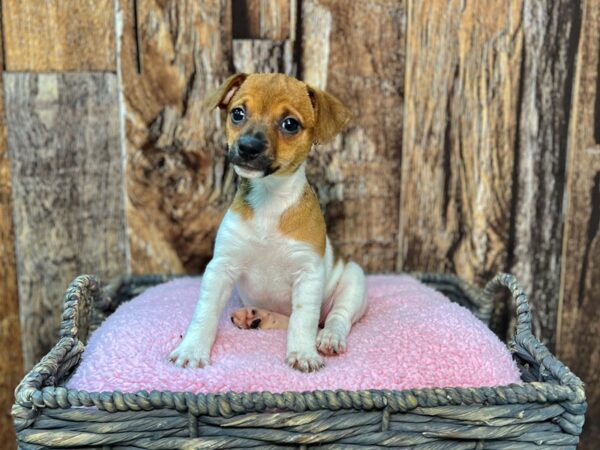 Jack Russell Terrier-DOG-Female-Br & Wh-21875-Petland Fort Myers, Florida