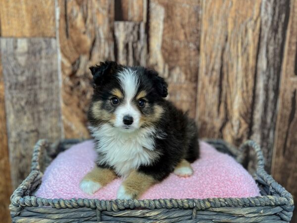 Toy Australian Shepherd DOG Male Black White & Tan 21876 Petland Fort Myers, Florida