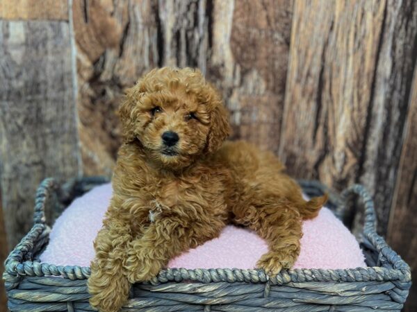 Miniature Goldendoodle-DOG-Female-Red-21872-Petland Fort Myers, Florida