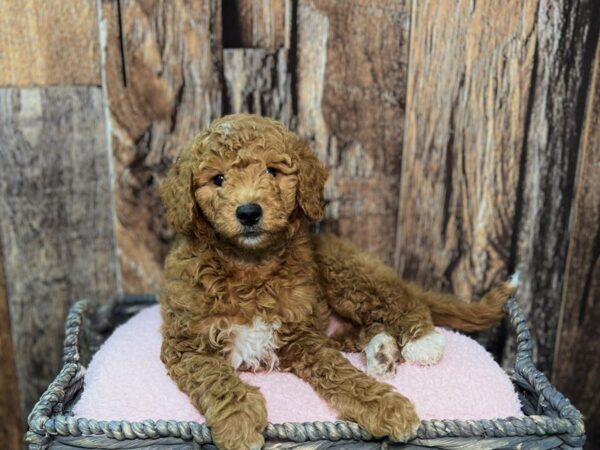 Miniature Goldendoodle-DOG-Male-Red-21869-Petland Fort Myers, Florida