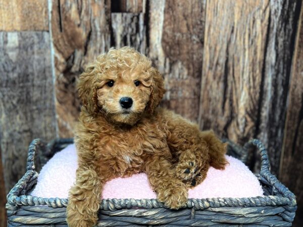 Miniature Goldendoodle-DOG-Female-Red-21873-Petland Fort Myers, Florida