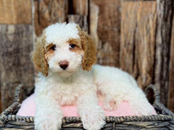 Bernedoodle-DOG-Female-Red & Wh, Parti-21880-Petland Fort Myers, Florida