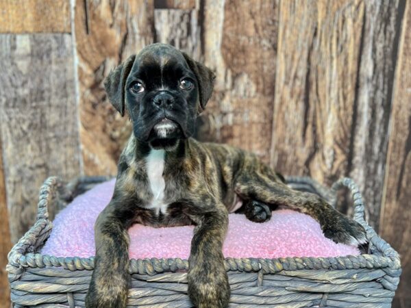 Boxer DOG Female Brindle 21882 Petland Fort Myers, Florida