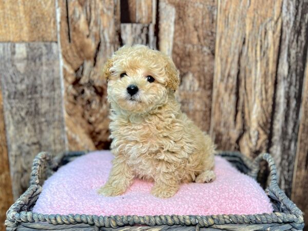 Poodle-DOG-Female-Apricot-21883-Petland Fort Myers, Florida