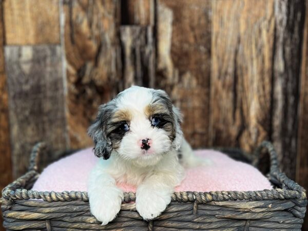 Cavalier/ Poodle DOG Male Blue Merle & Tan, Parti 21878 Petland Fort Myers, Florida