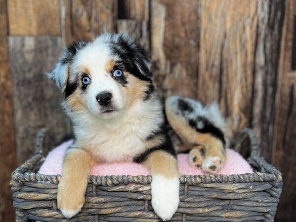 Australian Shepherd DOG Male Blue Merle 21877 Petland Fort Myers, Florida