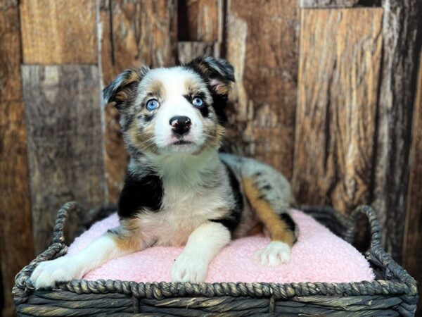 Australian Shepherd DOG Female Blue Merle 21874 Petland Fort Myers, Florida