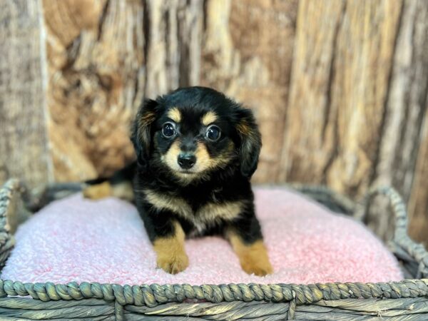 Chiweenie-DOG-Male-Black & Tan-21868-Petland Fort Myers, Florida