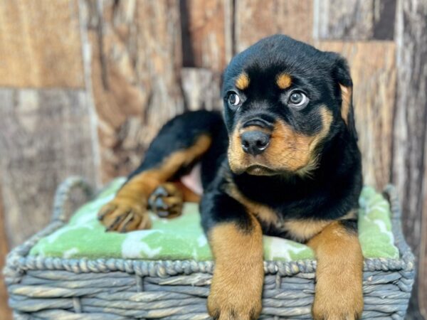 Rottweiler DOG Female Black & Mahogany 21895 Petland Fort Myers, Florida