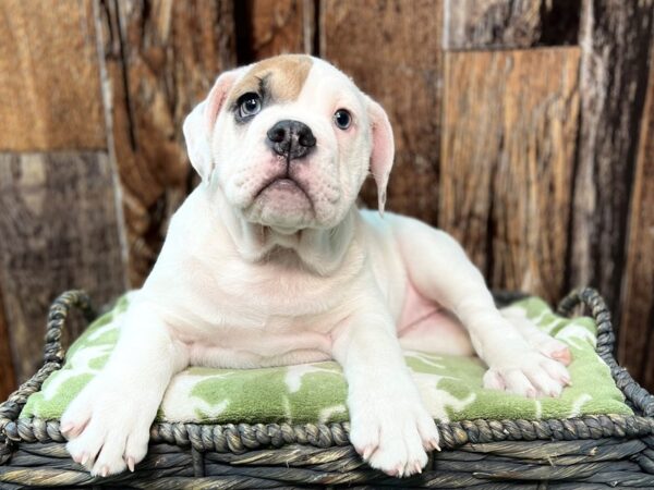 Olde Bulldog DOG Female White & Fawn 21890 Petland Fort Myers, Florida