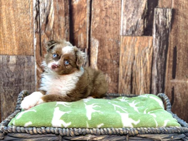 Miniature American Shepherd DOG Female Red Merle 21889 Petland Fort Myers, Florida