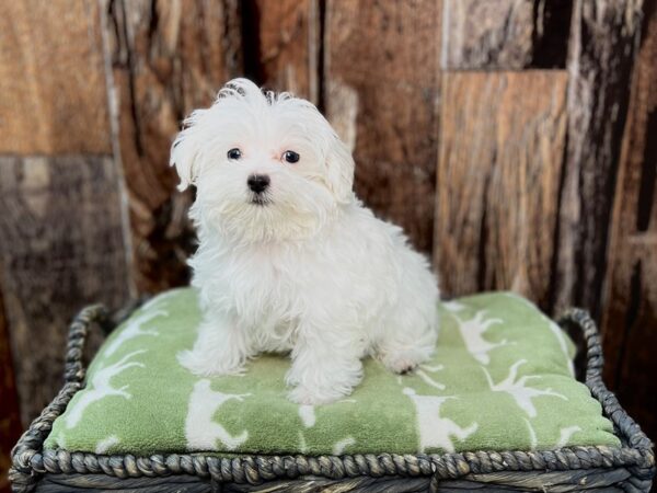 Maltese-DOG-Male-White-21887-Petland Fort Myers, Florida