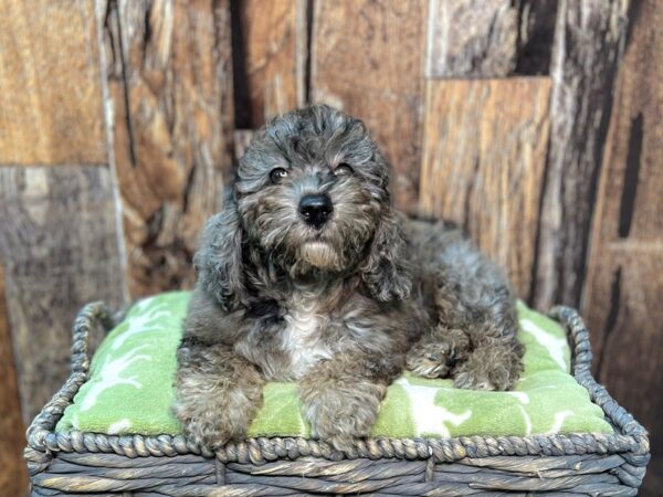 Goldendoodle/Mini Poodle DOG Male Blue Merle & White 21886 Petland Fort Myers, Florida