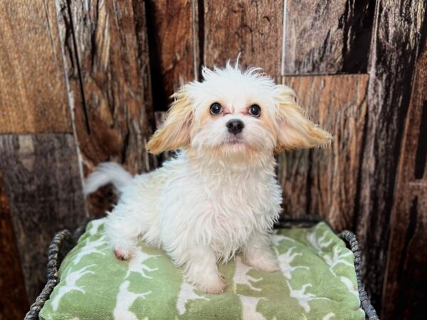 Cava Chon-DOG-Male-Blenheim-21815-Petland Fort Myers, Florida