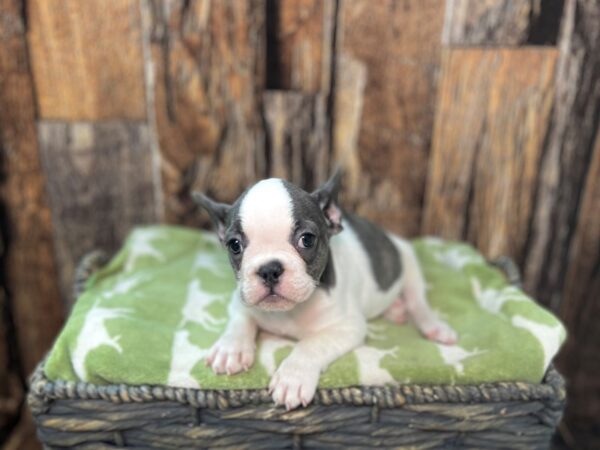 French Bulldog-DOG-Female-Bl & Wh, Pbld-21921-Petland Fort Myers, Florida