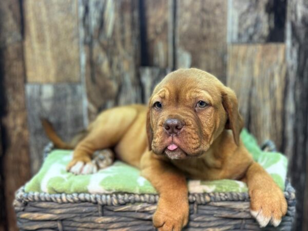 Dogue de Bordeaux DOG Female Red 21916 Petland Fort Myers, Florida