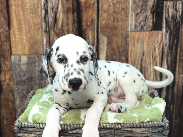 Dalmatian DOG Male Black & White 21914 Petland Fort Myers, Florida