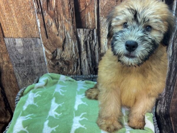 Soft Coated Wheaten Terrier DOG Male Wheaten 21903 Petland Fort Myers, Florida