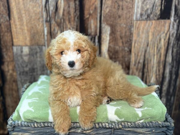 Malti Poo-DOG-Male-Apricot-21905-Petland Fort Myers, Florida