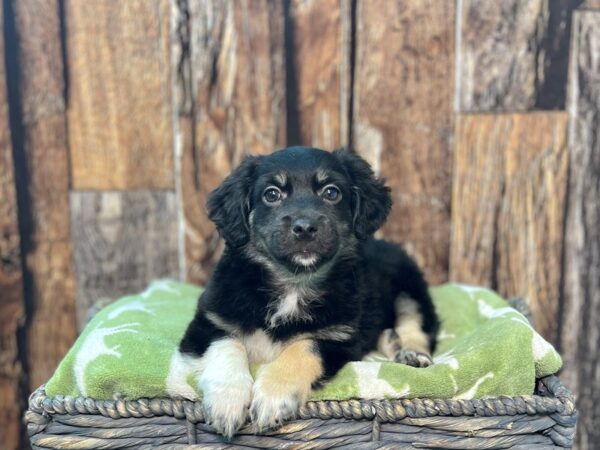 Havanese-DOG-Male-B/T-21900-Petland Fort Myers, Florida