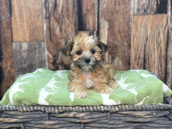 Maltese/Yorkshire Ter.-DOG-Male-Tan-21920-Petland Fort Myers, Florida