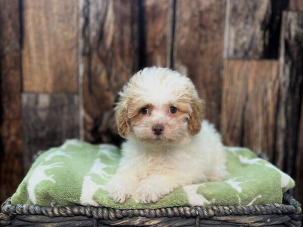 Malti Poo DOG Female Apricot/Parti 21906 Petland Fort Myers, Florida