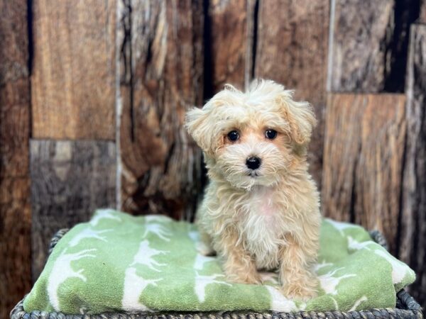 Poovanese DOG Female Apricot 21899 Petland Fort Myers, Florida