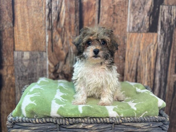 Poovanese DOG Female Sable/Parti 21898 Petland Fort Myers, Florida