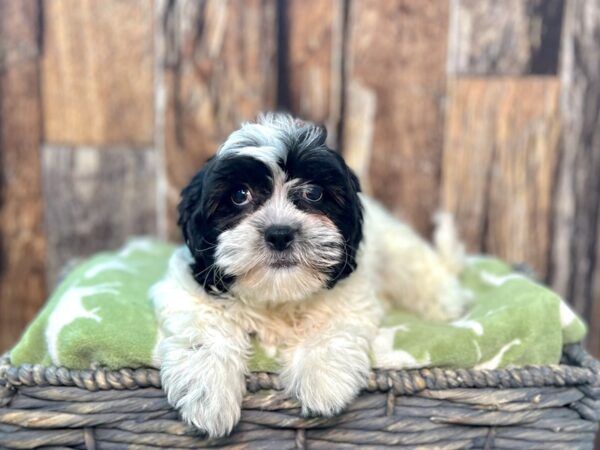 Cavachon Tzu-DOG-Male-B/W/Prti-21902-Petland Fort Myers, Florida